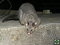 thn_NZ leden-unor 2006 340.jpg
